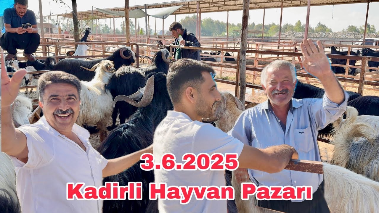 EN GÜNCEL KADİRLİ PAZARI - KURBANLIK FİYATLARI 2025