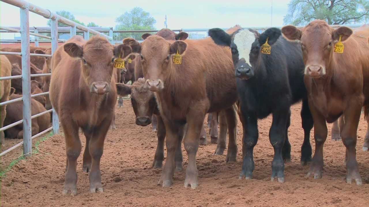 Cattle Handling (12/1/12)