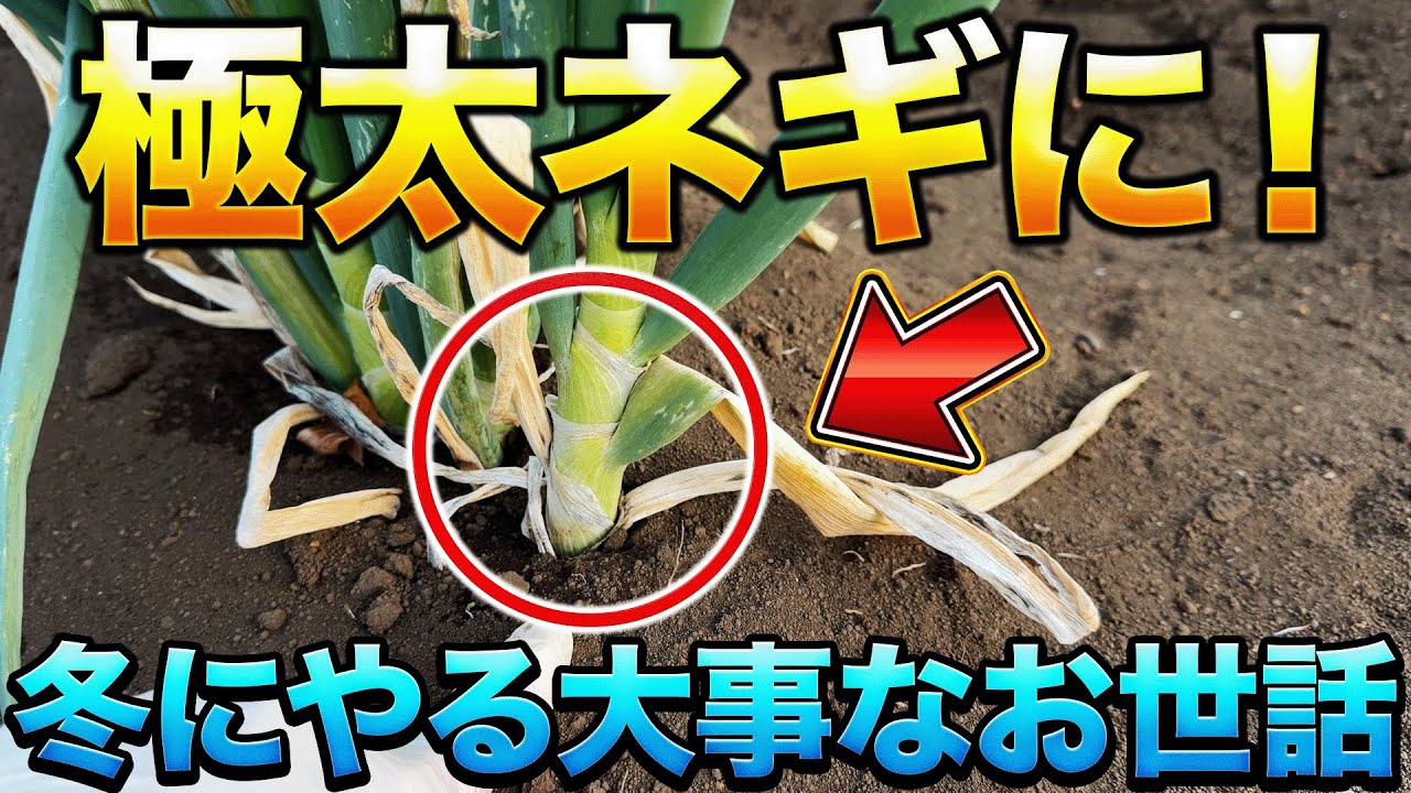 【寒くても育つ】真冬になってもネギに〇〇する事で太く大きくなります！
