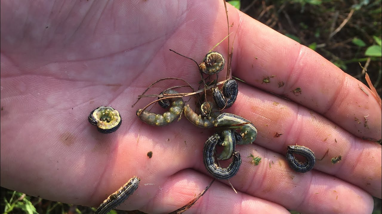 Killing Army WORMS before they Destroy our Hay Field