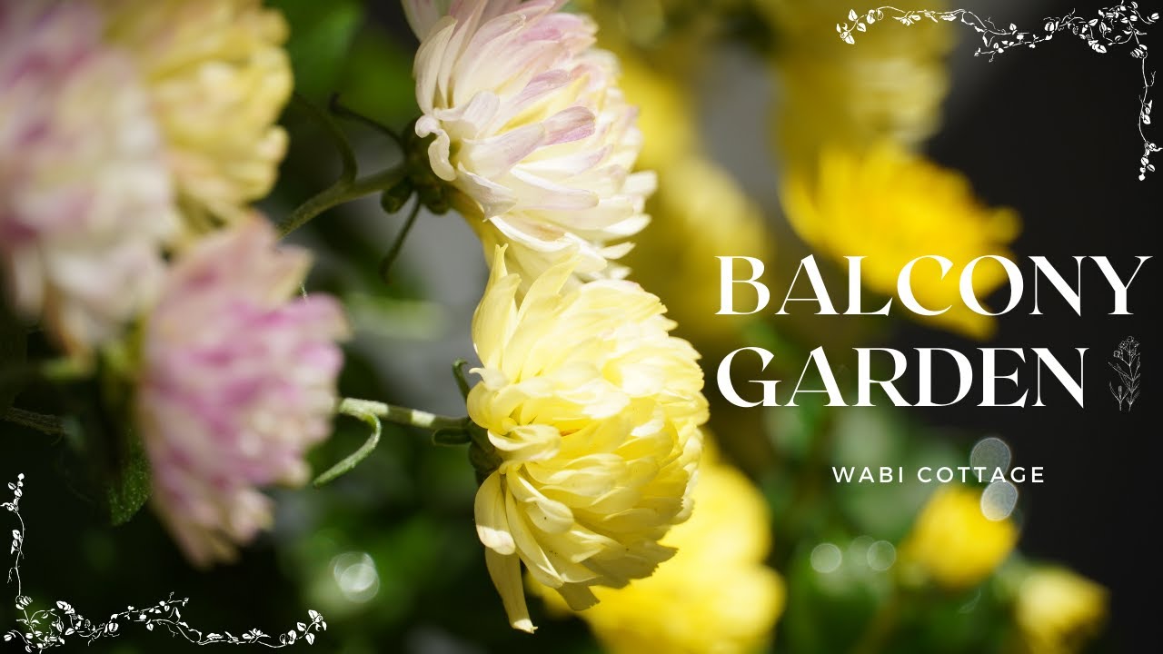 Balcony Garden in late season/Growing for an abundant harvest/ 4K - Wabi Cottage