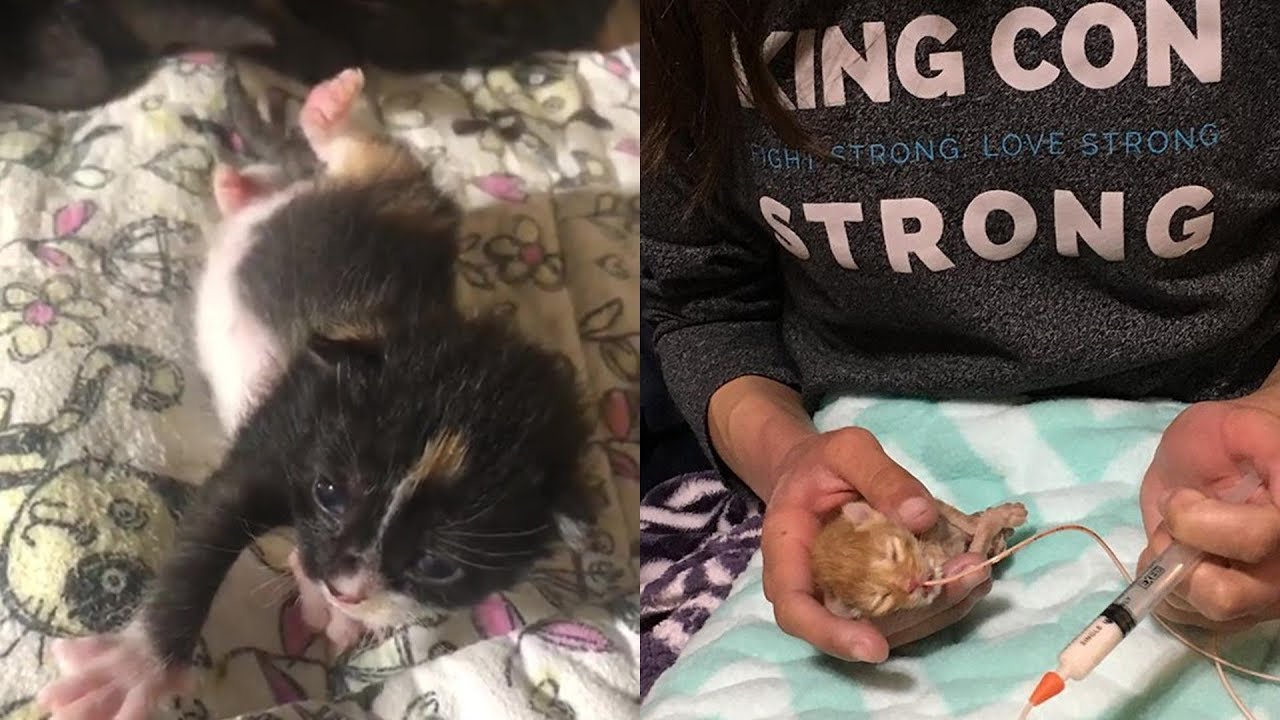 Rescue Pregnant Cat Mom Give Birth 4 Little But Feisty Baby Kittens