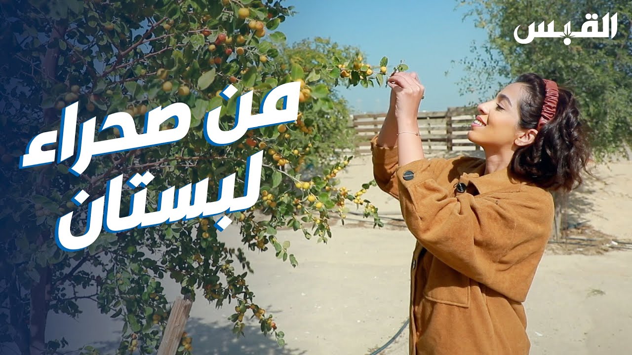 كويتي يحول صحراء لبستان من السدر