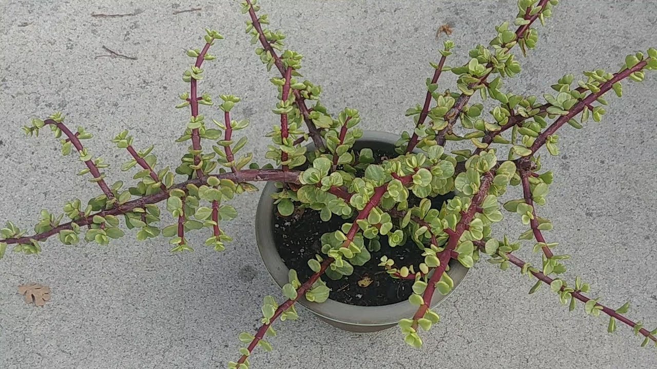 Propagating Elephant Bush Succulent (with all updates)