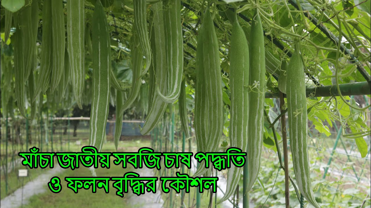 মাঁচা জাতীয় সবজি চাষ পদ্ধতি ও ফলন বৃদ্ধির কৌশল