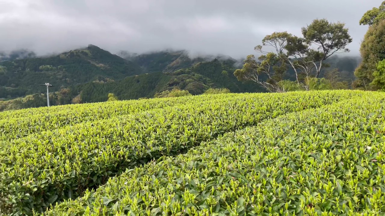 Japanese Organic Kabuse Tea, 2021