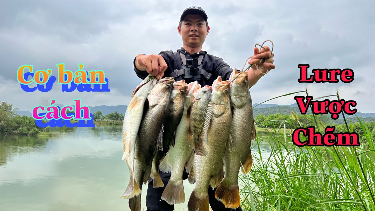 Cách Lure Cá Vược, Chẽm Cơ Bản Nhất