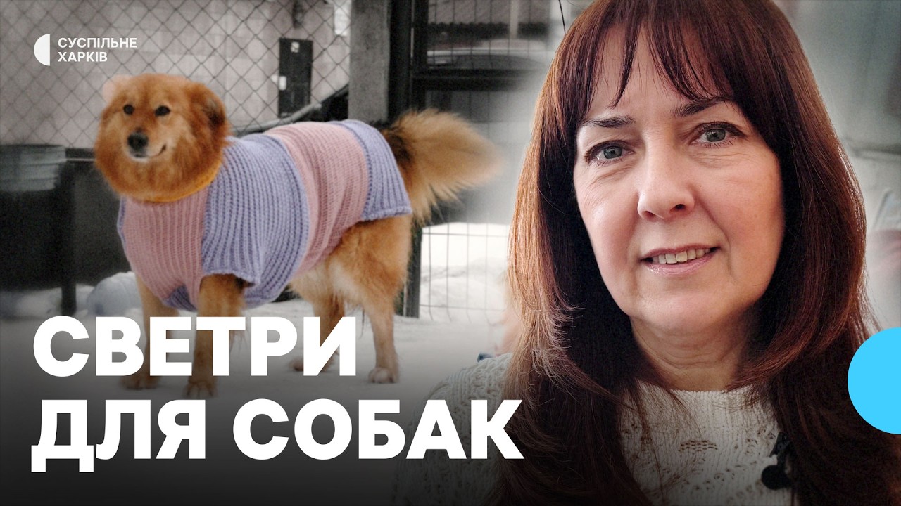 Волонтери пошили 100 светрів для тварин з харківського притулку