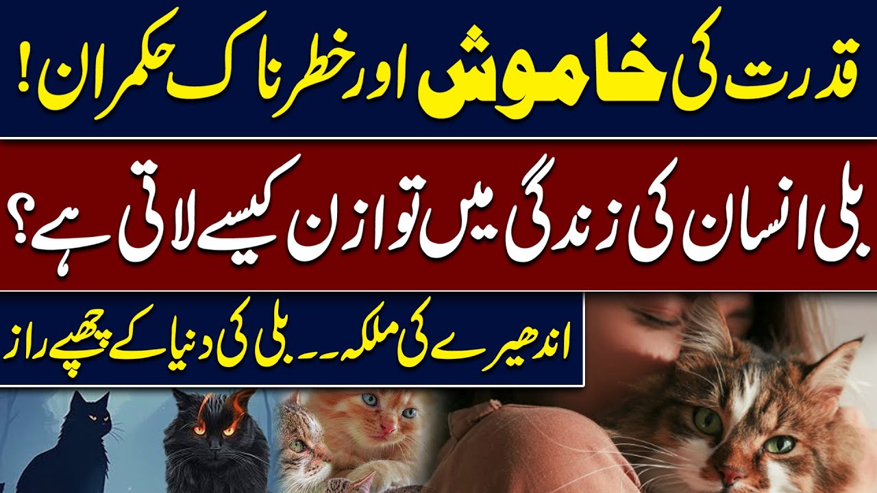 Cat: Silent Power, Hidden Intelligence, Nature&rsquo;s Most Elegant Hunter - Cat Documentory | Hingol News