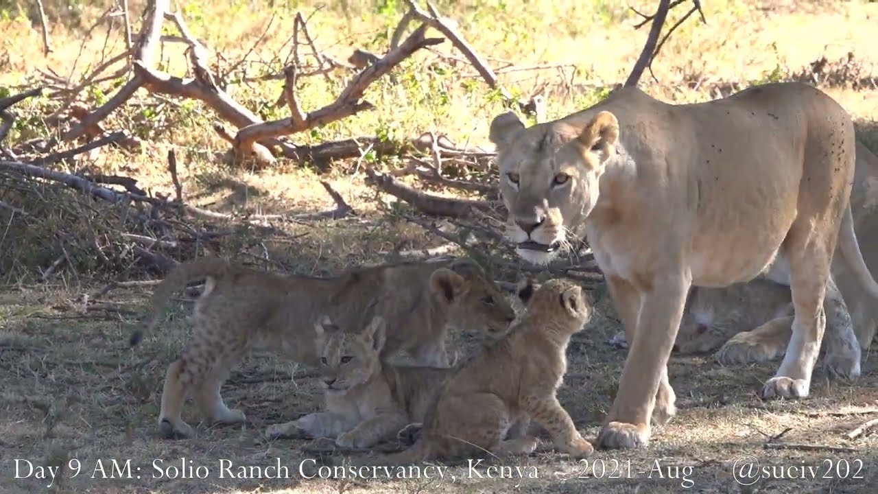 Solio lion pride - part 33 - cubs start to follow mum...