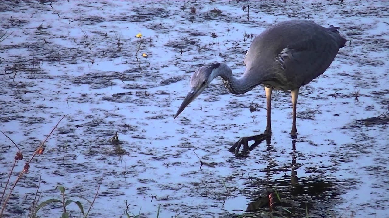 czapla siwa (Ardea cinerea)