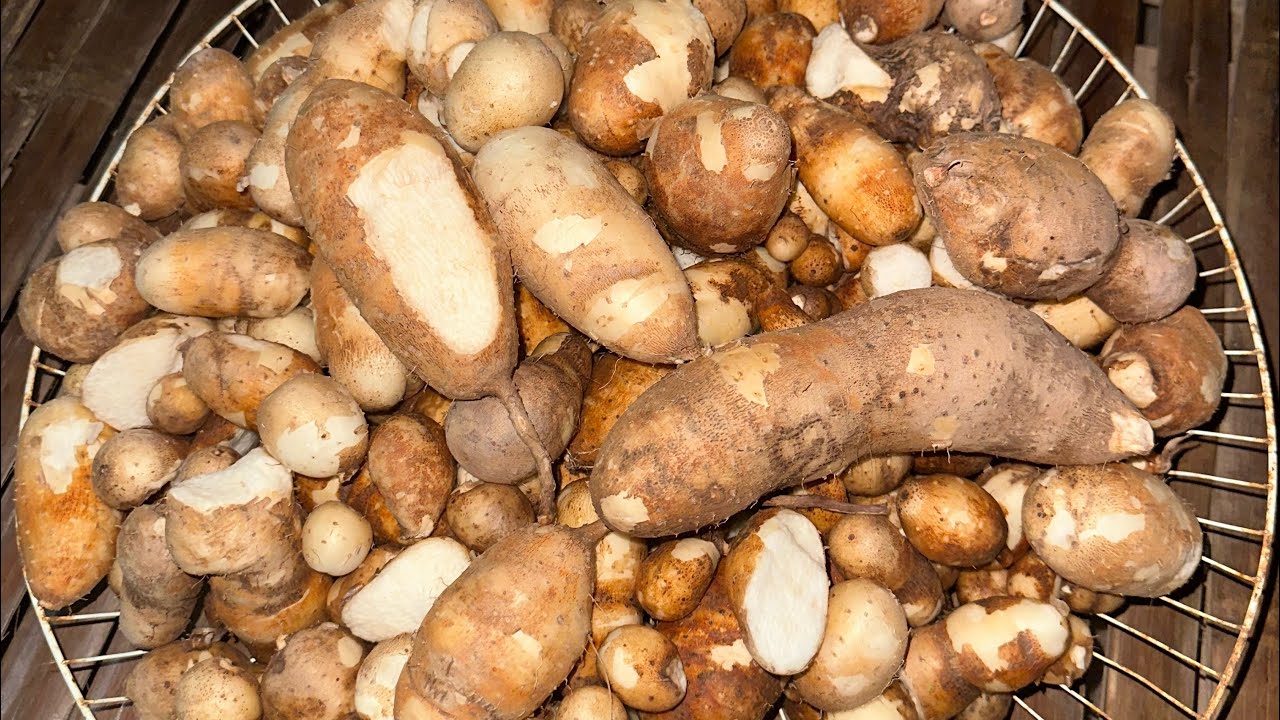 Digging wild potatoes in Cambodia