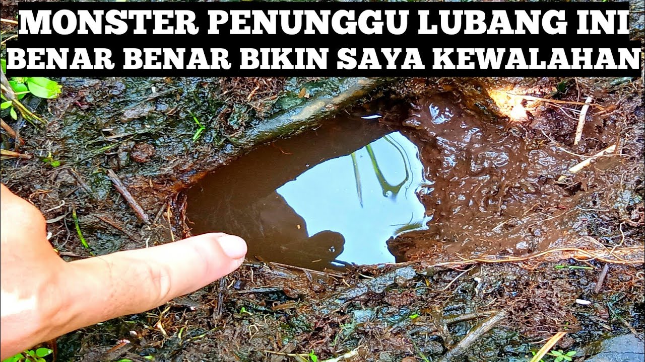 SERASA NARIK TRUK KONTAINER.. Ini Jadinya Jika Belut Sawah Super Monster Sedang Mengamuk