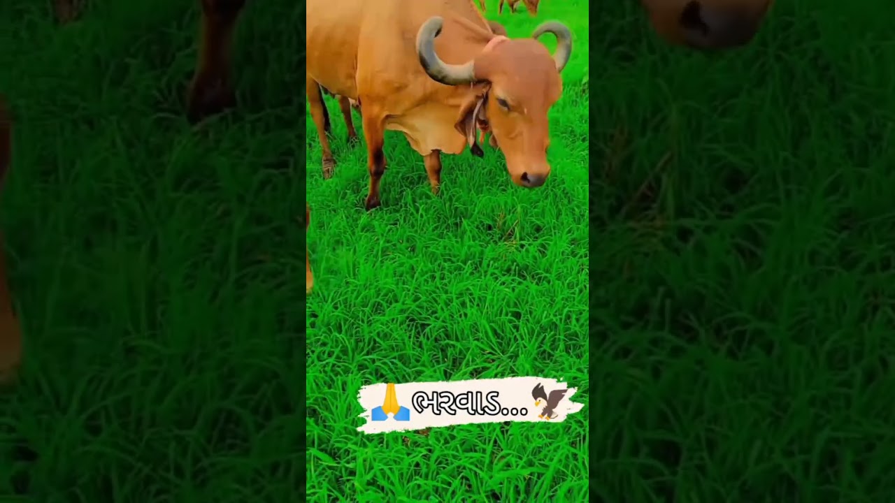 #girgay #ram #gandigir #shorts #shortvideo