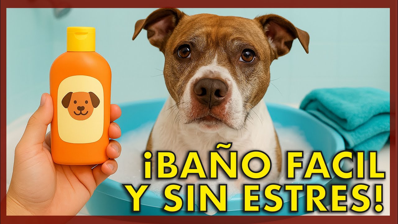 🐶🧼💦 Cómo bañar a tu perro paso a paso (y que no lo odie)