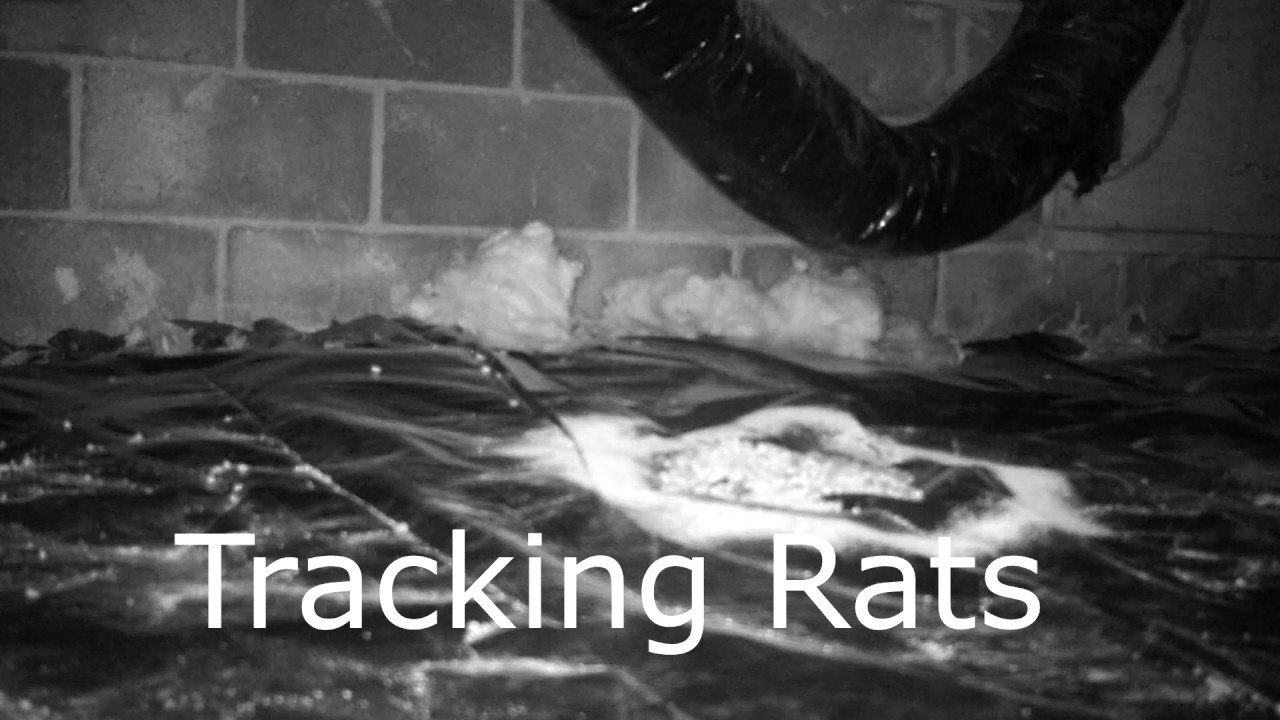 Tracking Rats in Crawlspaces