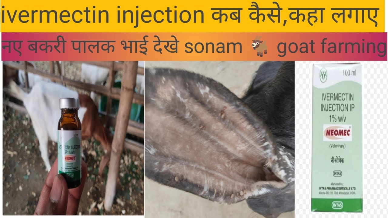 Ivermectin injection कैसे लगाए कहां लगाए कब लगाए? Sonam goat 🐐 farming vlogs 