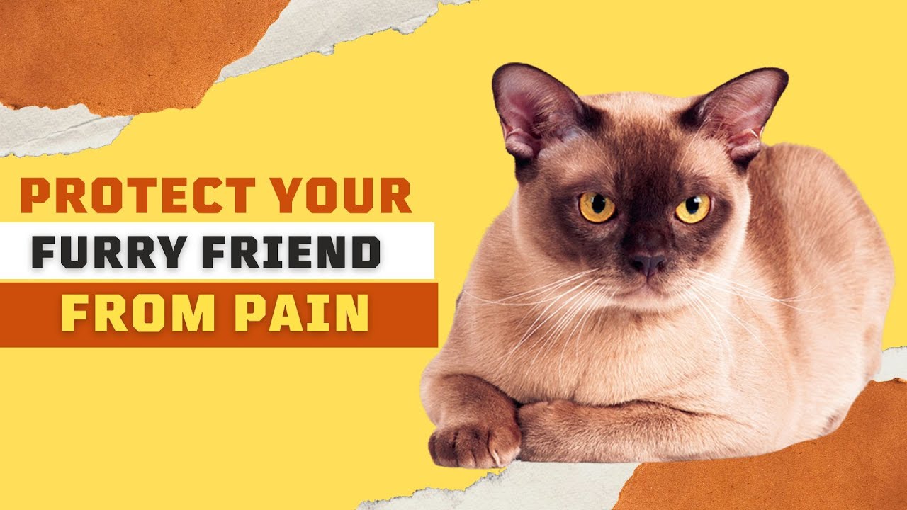 Эффективные способы лечения вестибулярного заболевания у кошек в домашних условиях