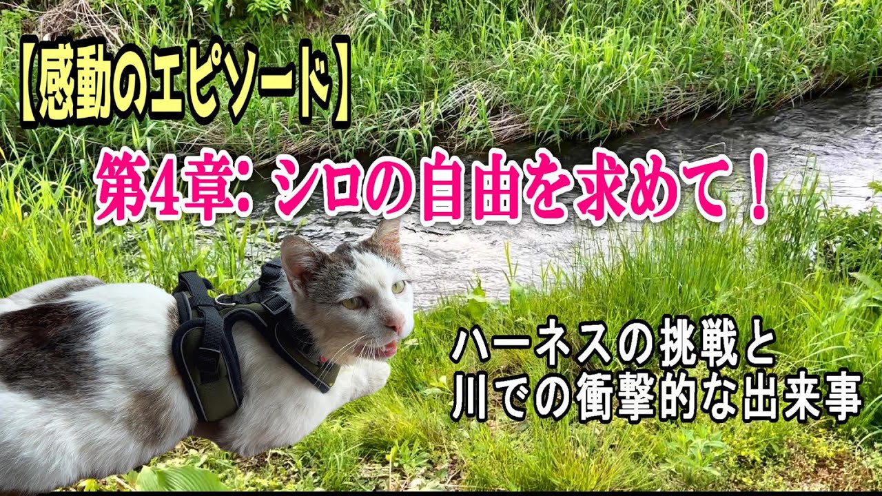 【母と愛猫シロの物語】第４章：シロの自由を求めて～ハーネスの挑戦と川での衝撃的な出来事【未公開映像あり】【オリジナル曲】#ipp708#愛猫シロ