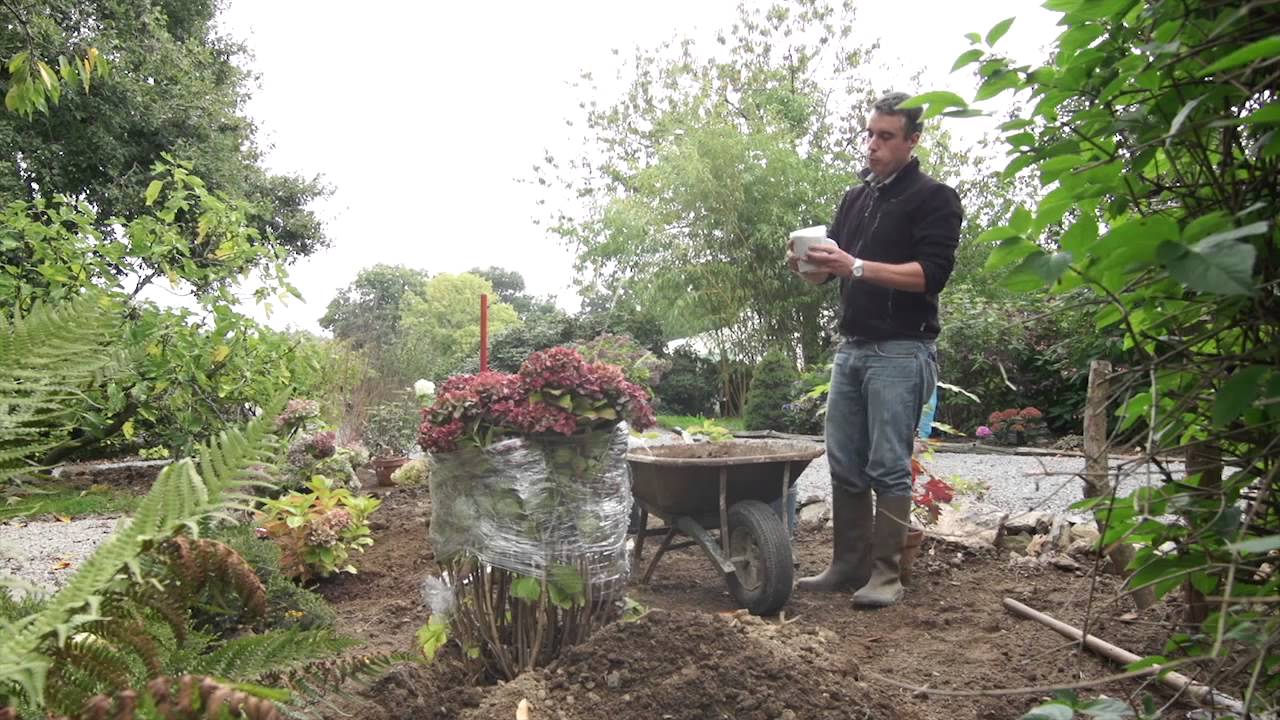 Les hortensias du haut bois. Comment planter un hortensia dans un parterre.