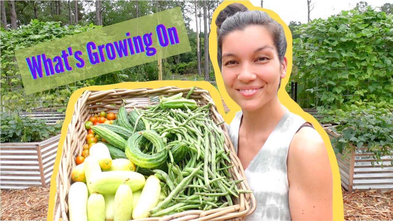 Zone 8 Summer Garden Tour and Harvest