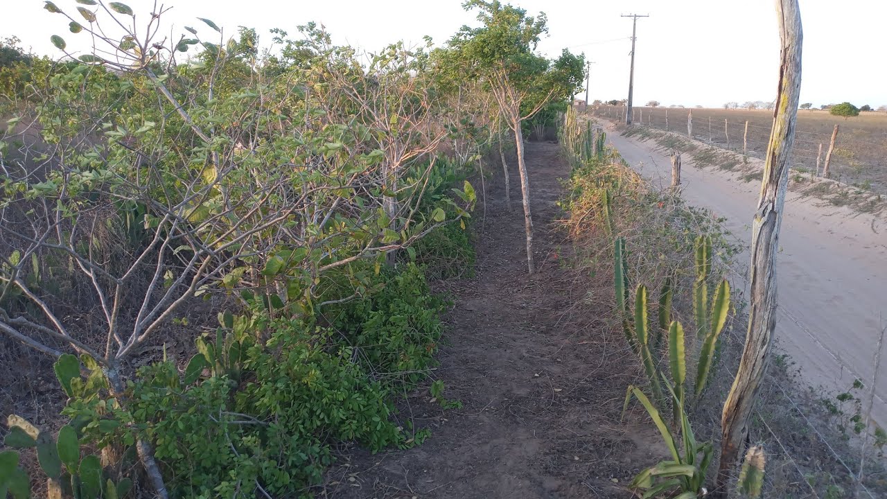 Fazendo aceiro do Sistema Agroflorestal Santa F&eacute;, prevenir inc&ecirc;ndio.