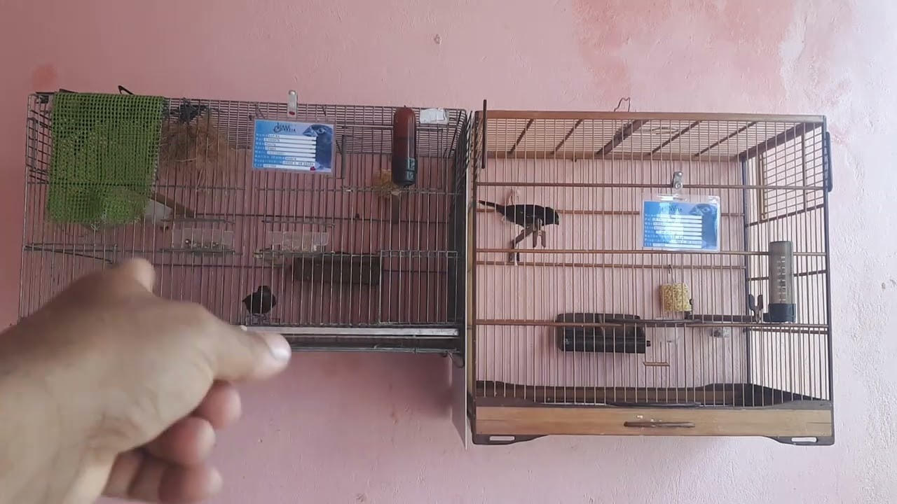 Fêmea no ponto mais não baixar e não quer cruzar.