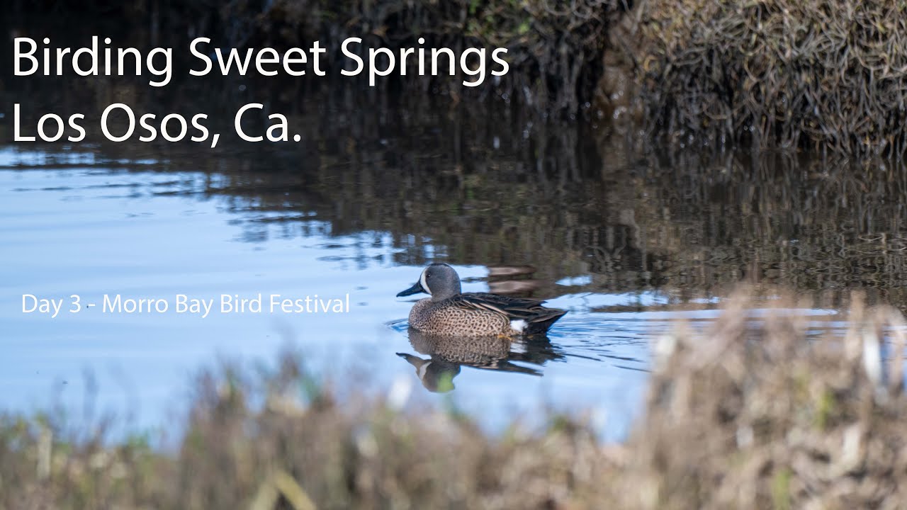 Morro Bay Bird Festival - Birding Sweet Springs