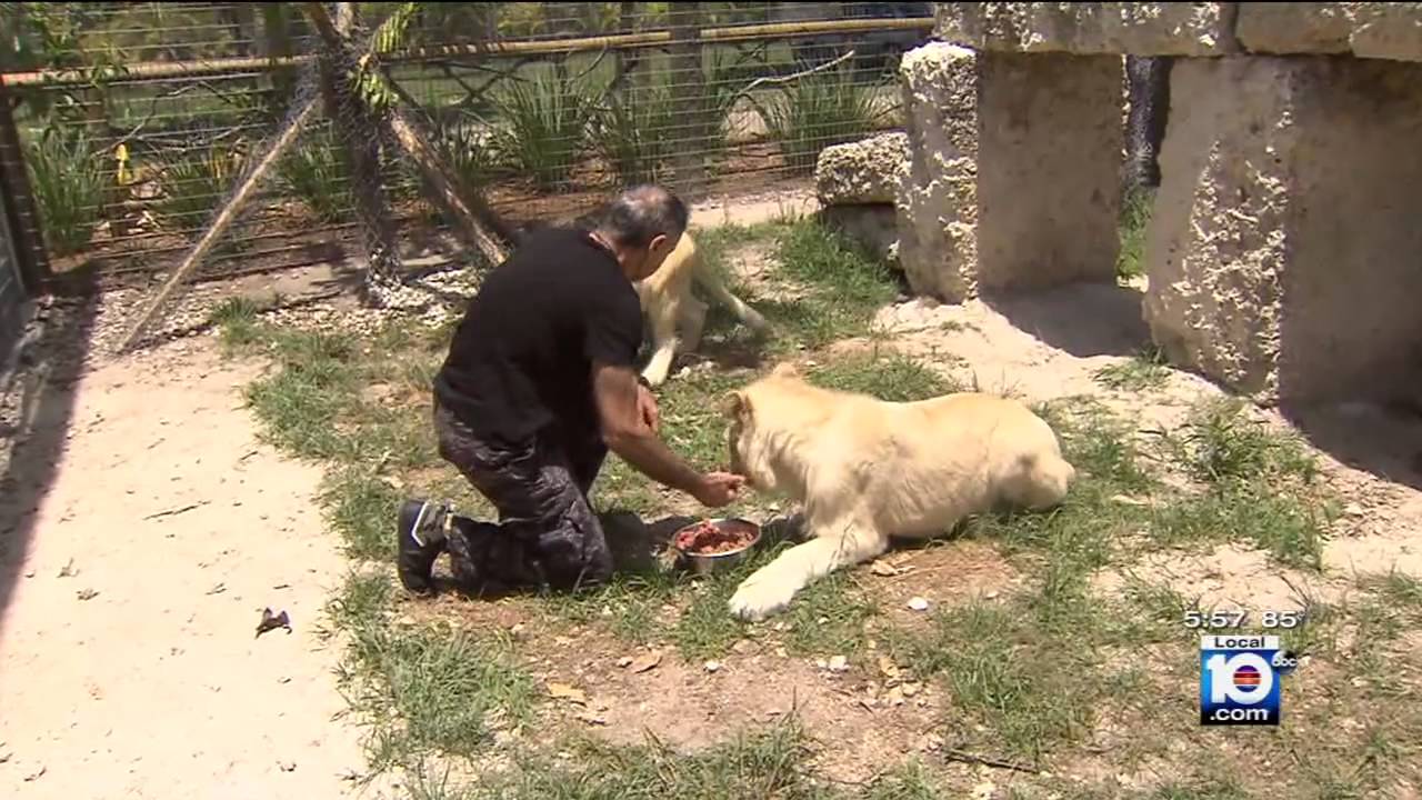 White Lions Rescued -  Story by Channel 10 News