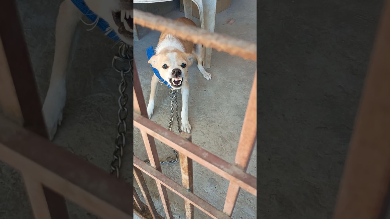 Angry Dog Bark and Growl🐾 | Ferocious Ferocious Dog Barking Sounds 🐕 | Dog🦮 #angry #aggressive #dog