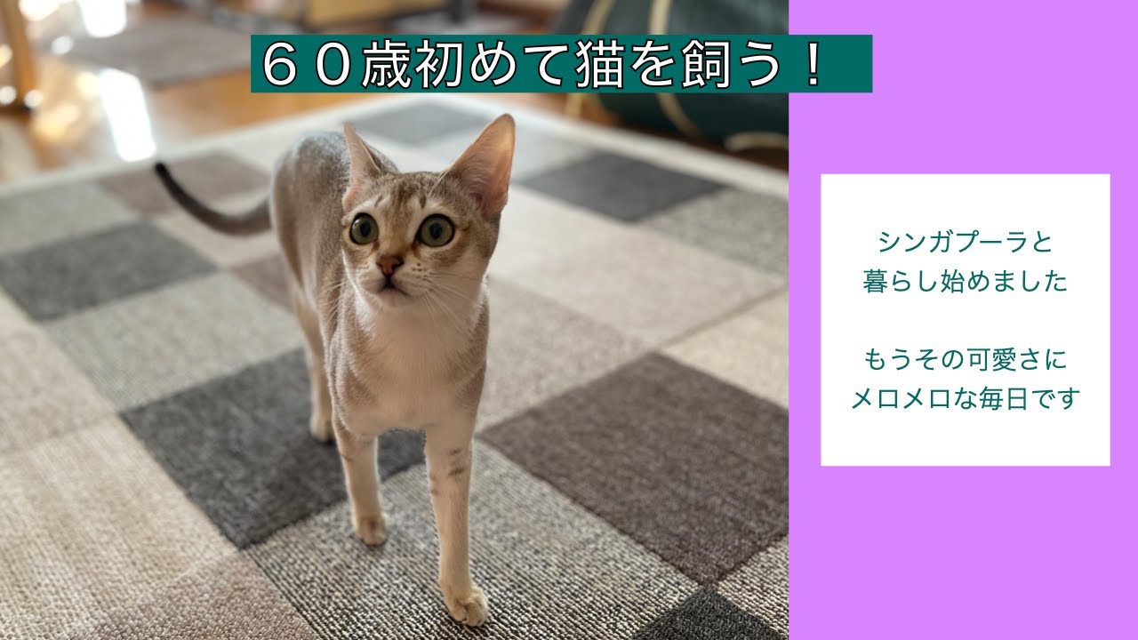 【シンガプーラ】６０歳初めて猫を飼う！　シンガプーラと購入品紹介