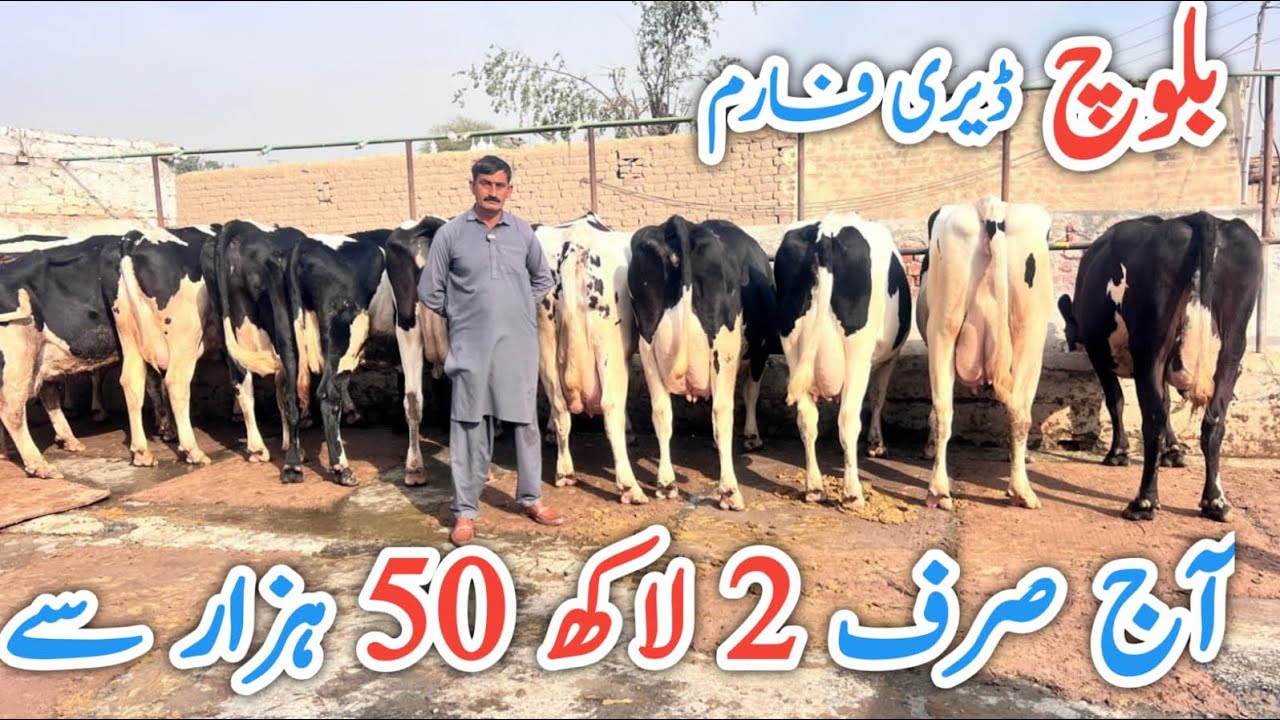 Baloch Dairy Farm | imported cows & Friesian cows | Top class cows ever