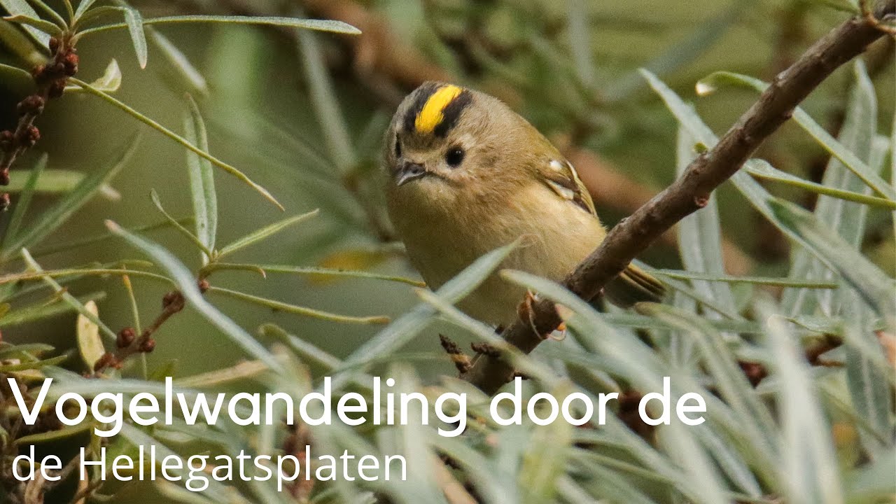 Vogelwandeling door de Hellegatsplaten #1647