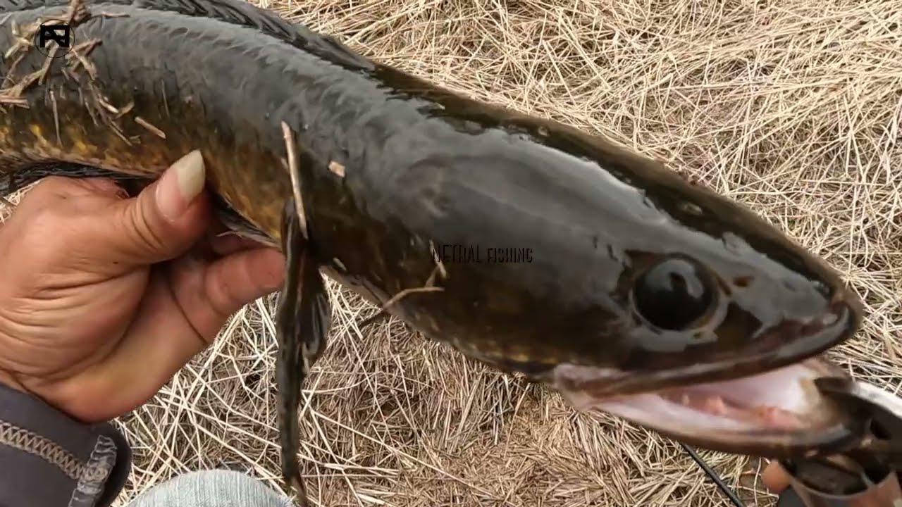 Banjir surut berburu gabus di parit sawit || Casting ikan gabus di parit kebun sawit malaysia-#Nf.10