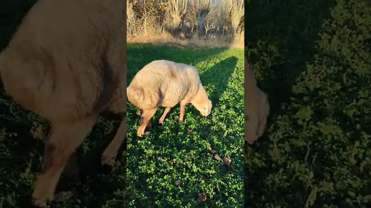 kangal ko&ccedil; #kangal #sheep #organic #doğa #farm