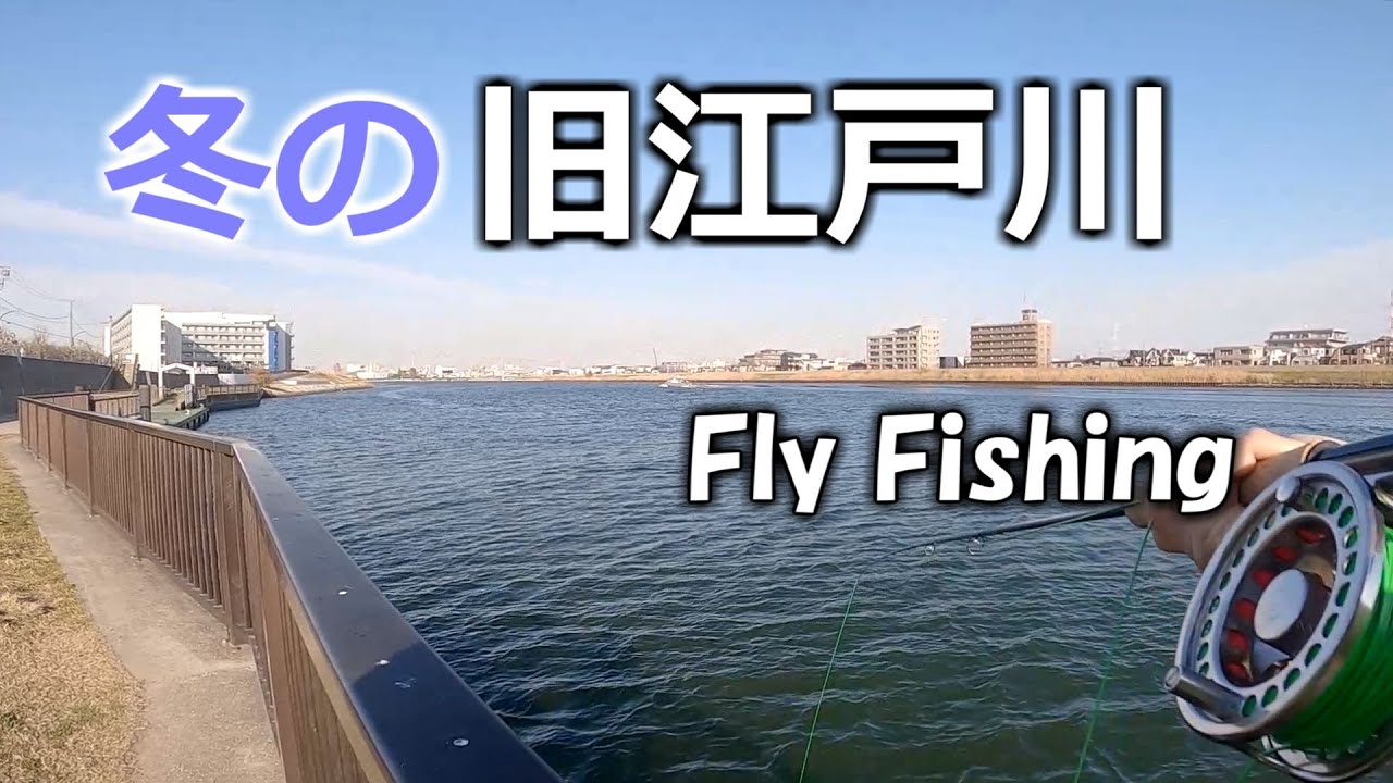 【12月上旬】冬の旧江戸川でフライフィッシング