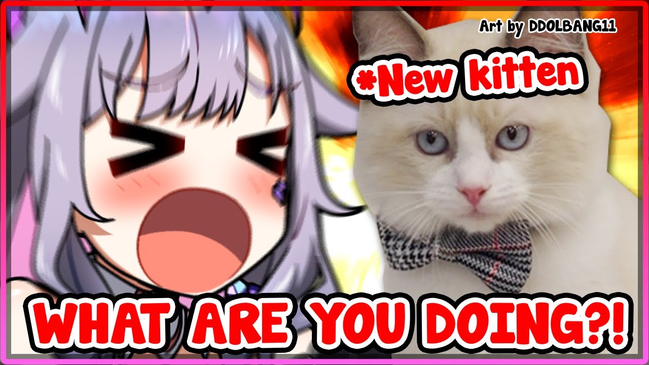 [ENG SUB/Hololive] Biboo brought home a new kitten and he's already a menace on day one