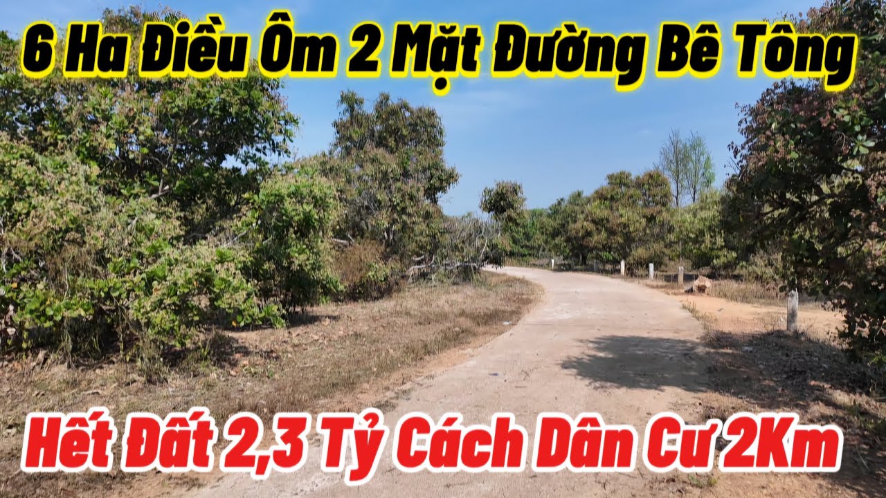 Tổng 6 Ha Điều Ôm 2 Mặt Đường Bê Tông Có Chỗ Múc Hồ Hết Đất 2,3 Tỷ Còn Thương Lượng 