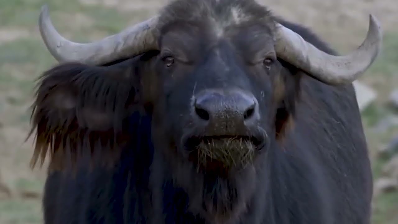 African Buffalo: Why is it Called the 