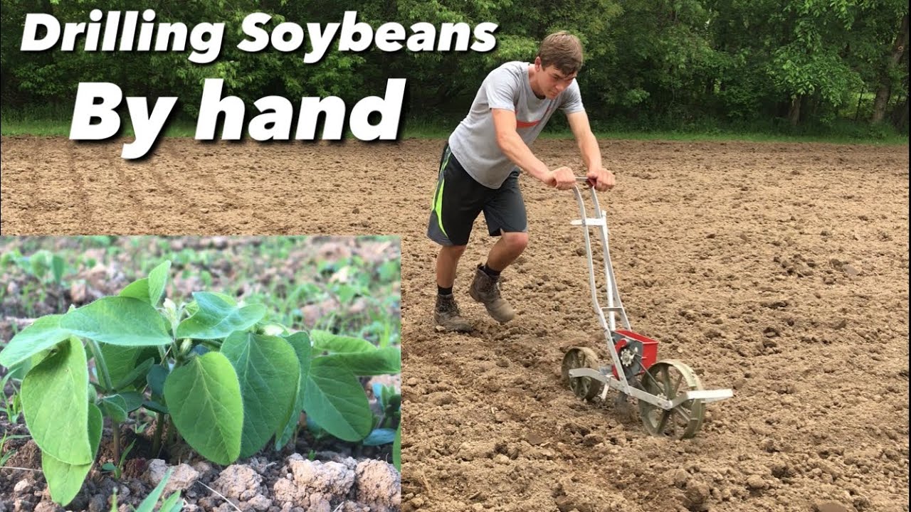 Drilling Soybean food plot by hand - 1 row push corn planter