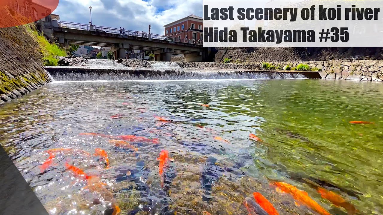 Last scenery of Koi river (Hida Takayama, Miya river)鯉の泳ぐ川の最後の風景(飛騨高山、宮川）