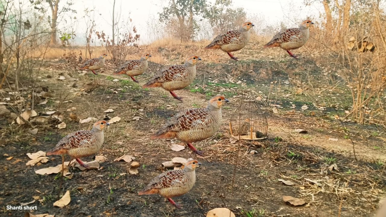 कुमाजू (महिला तीतर की आवाज) Nar madi teetar hunting sound titeer voice gora teetar ka awaaz titeer 