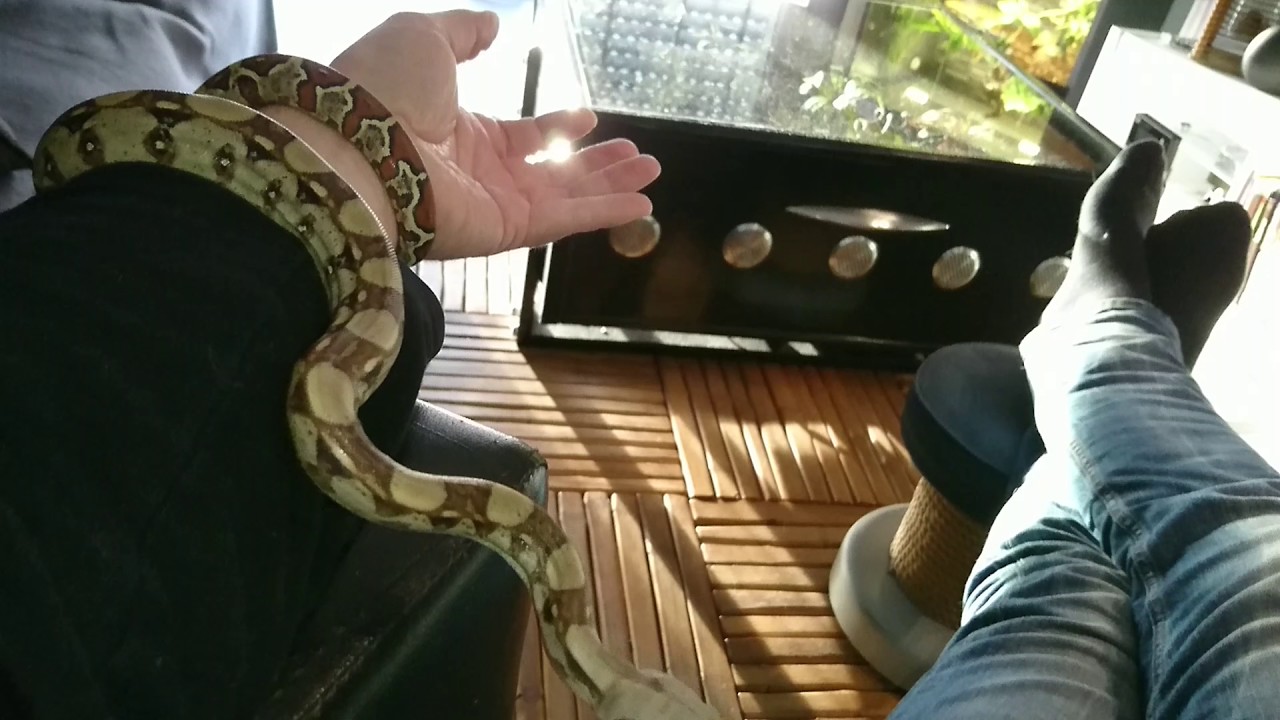 DUFF my baby Boa Imperator by RoyalDream Terrarium