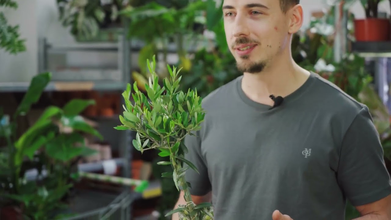Palma LICUALA i epi GODZILLA w roślinnej DOSTAWIE 🌱