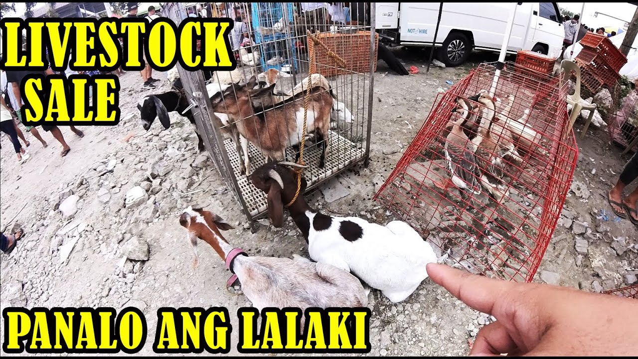 SIKAT NA PET TIANGGE MARAMI KANG PWEDE MABILI DITO PARA ALAGAAN.