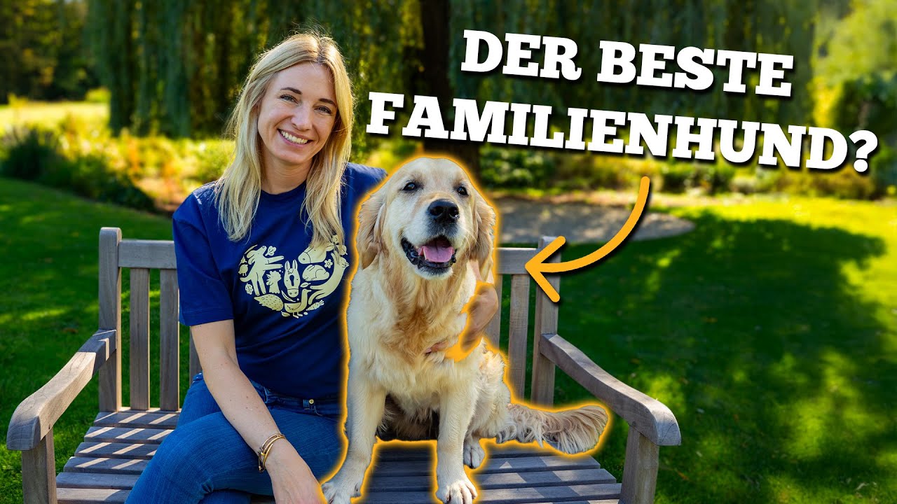 Golden Retriever: Das musst du über die Rasse wissen