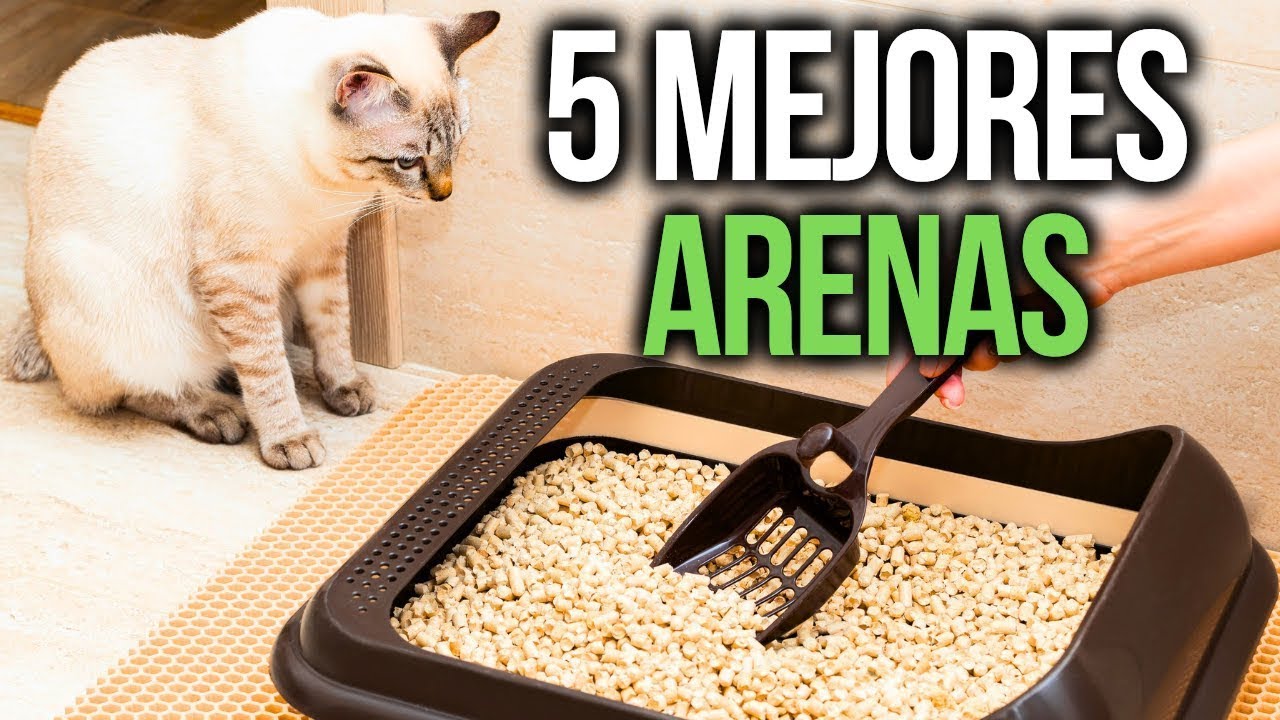 Las 5 mejores arenas para gato [2025]