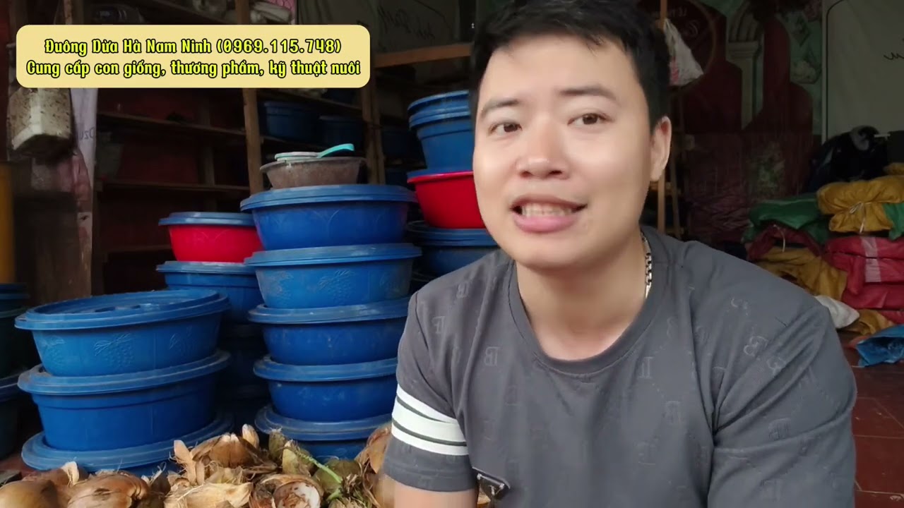 Kỹ thuật nuôi đuông dừa từ A đến Z