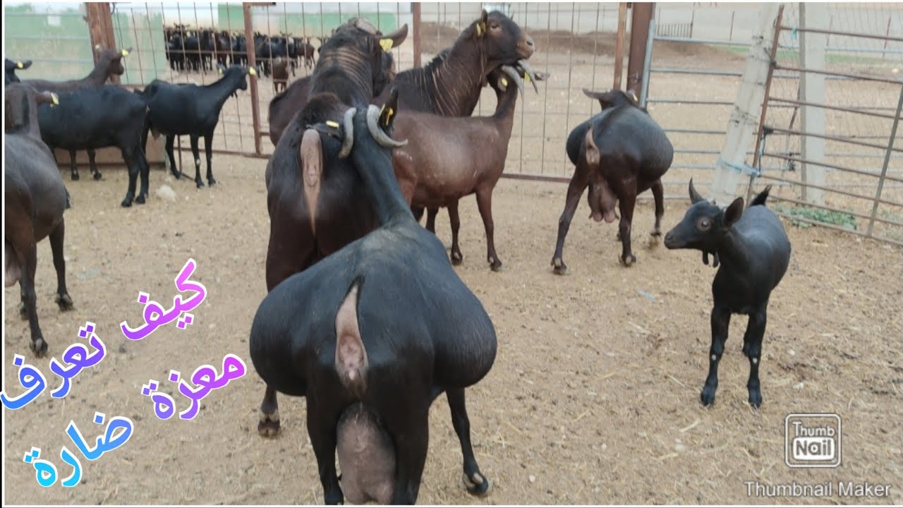 كيف تعرف أن المعزة المورسيانو، ضارة يعني حامل . والغنم  🐐🐐🐑🐑🐑