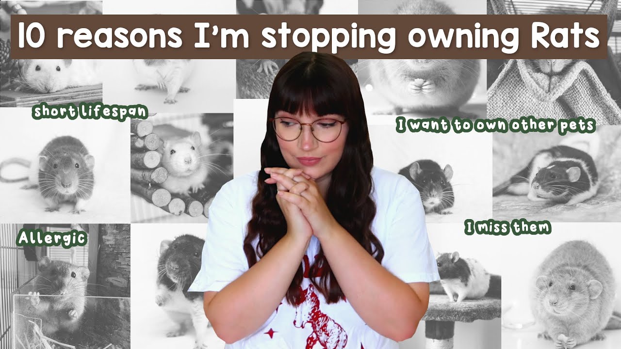 The 10 reasons why I'm stopping owning Rats (for now)